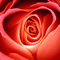 B04e4e32bd4455112291016cdb86aeb44b94a3f7_thumb