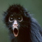 C19e4bca1e7ed09f47361dbecf02afee61beaa5d_thumb