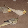 14bc8a2d20e90a30636b1fb9e0a8396d4cbbaccc_large