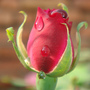 Rose_large