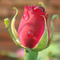 Rose_thumb