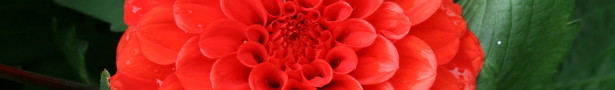 Flowerbanner0001_show
