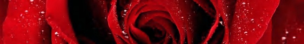 A-red-rose-for-you_show
